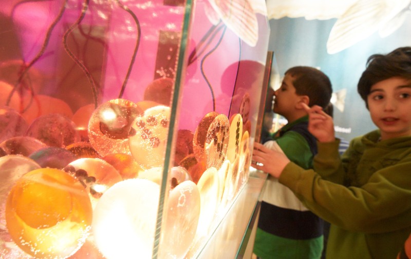 ZOOM Ausstellung „Ha Zwei Ooo“ 12